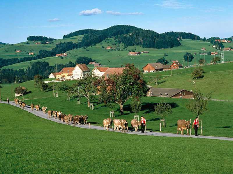 Switzerland là nước nào mà lại là điểm đến mơ ước của nhiều người