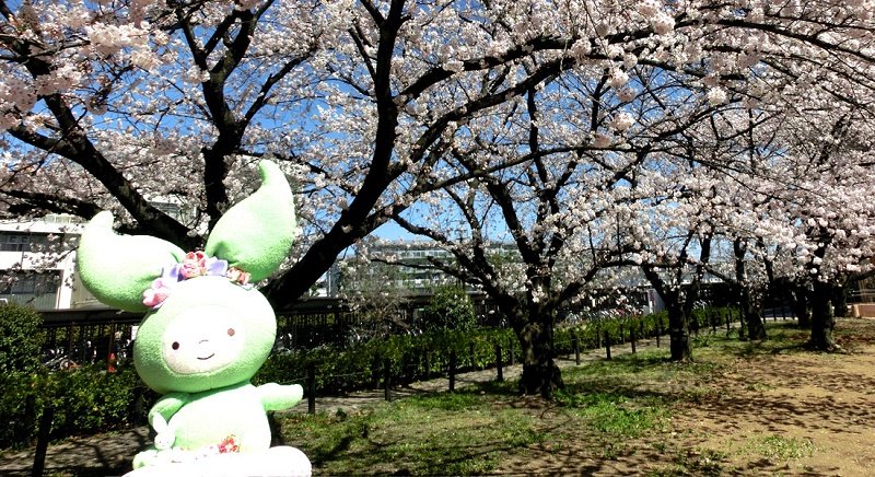 Tỷ lệ sinh viên trường đại học Saitama xin được việc rất cao